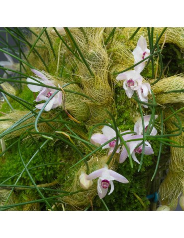 Isabelia virginalis 2