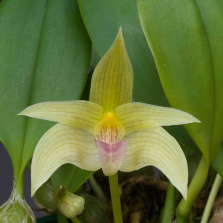Bulbophyllum smitinandii