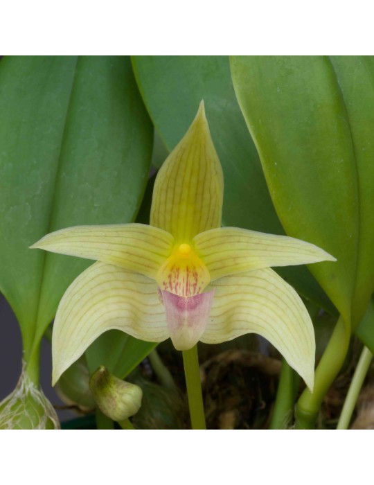 Bulbophyllum smitinandii