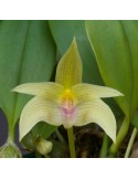 Bulbophyllum smitinandii