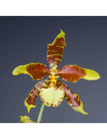 Rossioglossum Holm’s Tiger