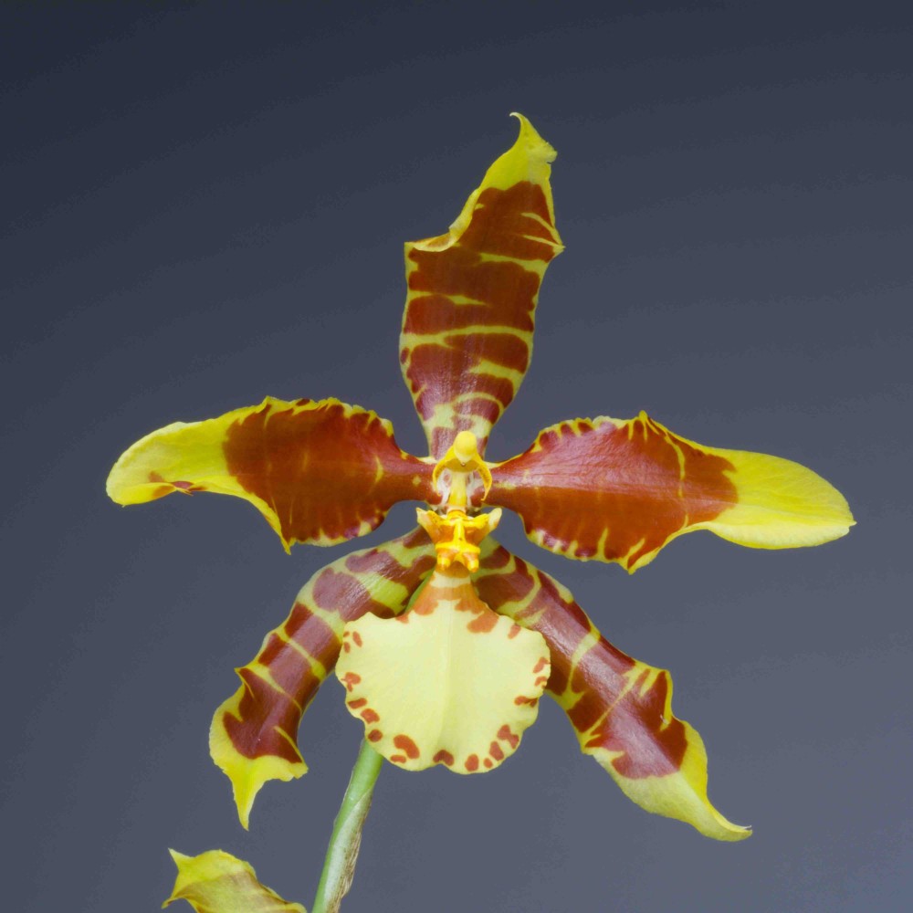 Rossioglossum Holm’s Tiger