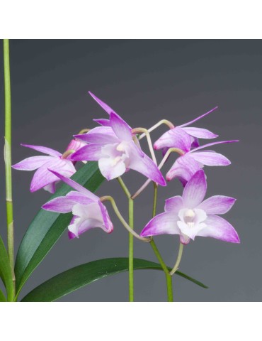 Dendrobium kingianum