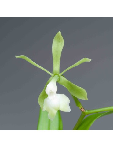 Epidendrum Nuée verte de l'Amazone 2