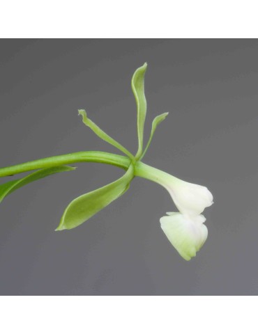 Epidendrum Nuée verte de l'Amazone en sphaigne