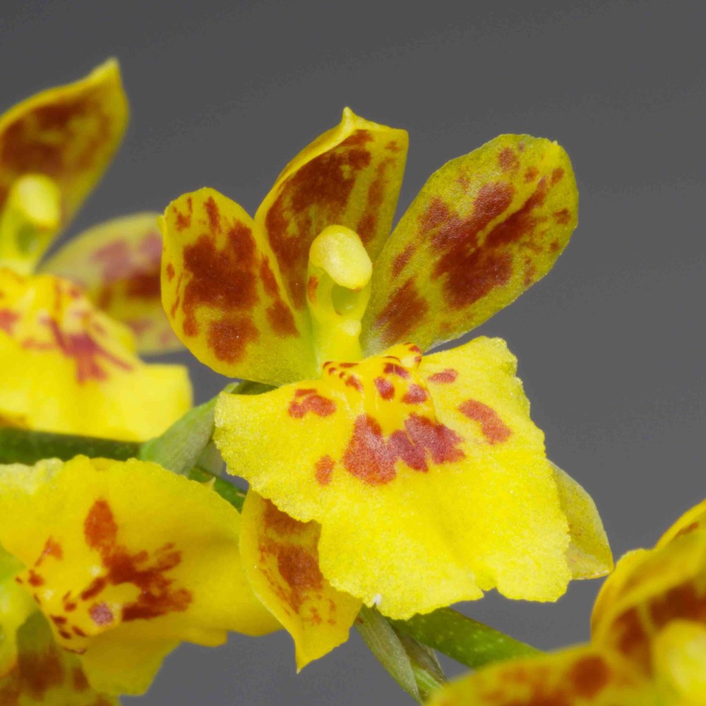 Leomesezia Mini-Primi