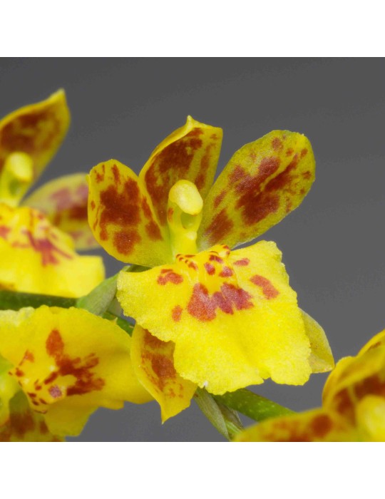 Leomesezia Mini-Primi