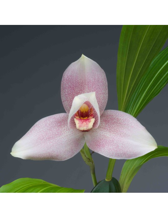 Lycaste Sunrise Lycaste Sunrise