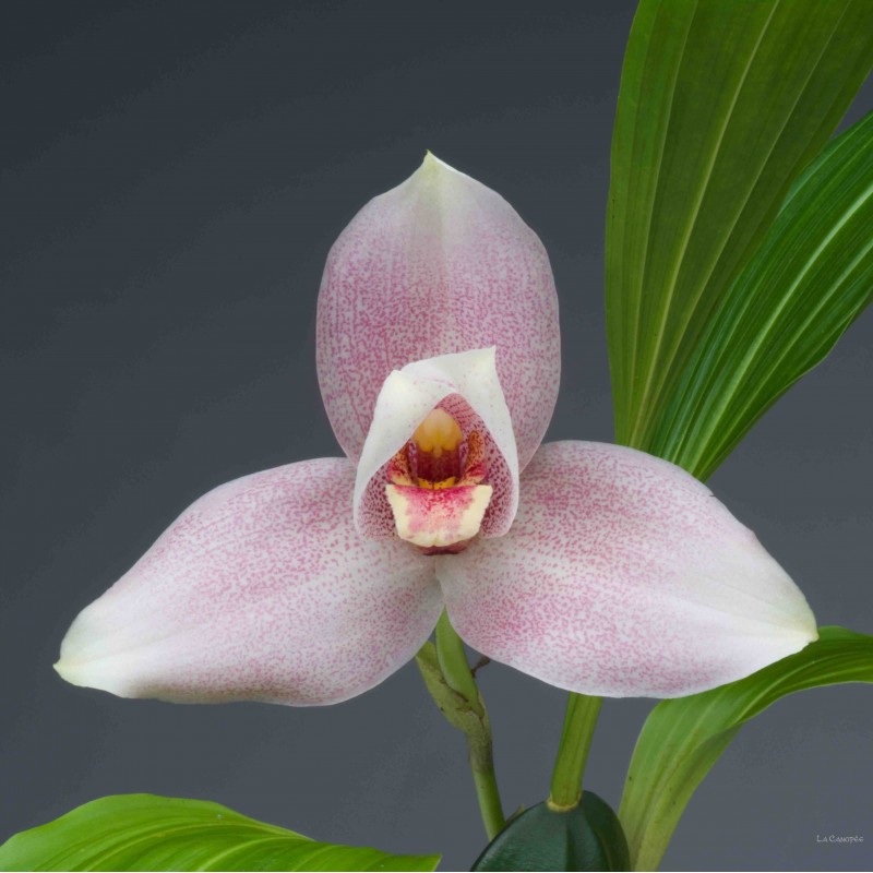 Lycaste Schilleriana Rosea Hybride pleine floraison Plant Orchidée Orchidées 