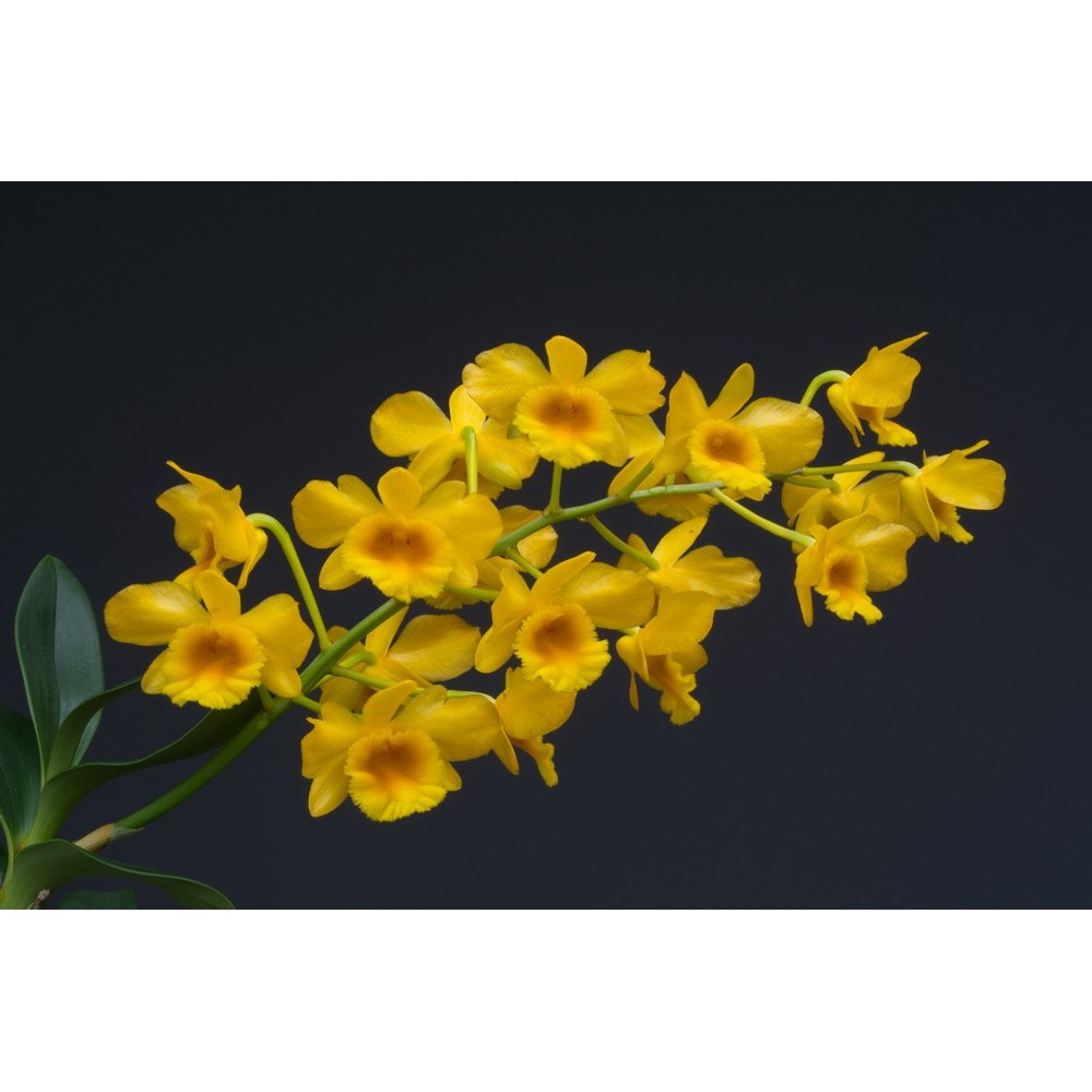 Dendrobium chrysotoxum