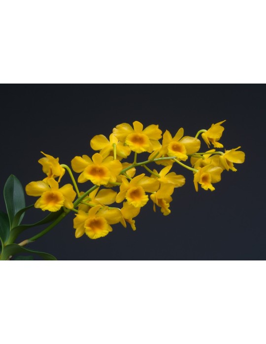 Dendrobium chrysotoxum