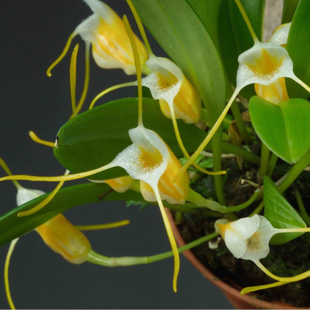 Masdevallia aurea