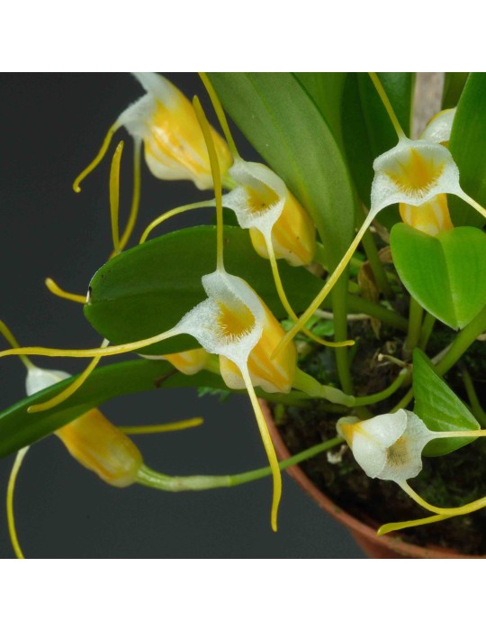 Masdevallia aurea