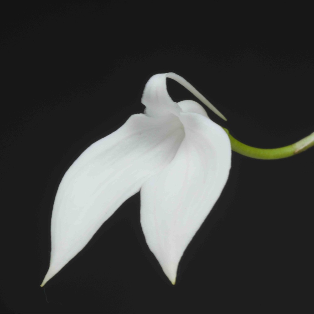 Masdevallia coccinea var. alba