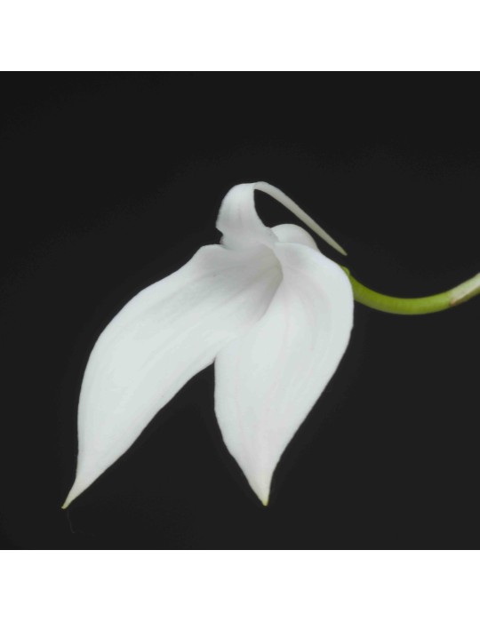 Masdevallia coccinea var. alba