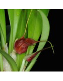 Masdevallia corniculata