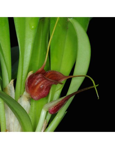 Masdevallia corniculata en sphaigne