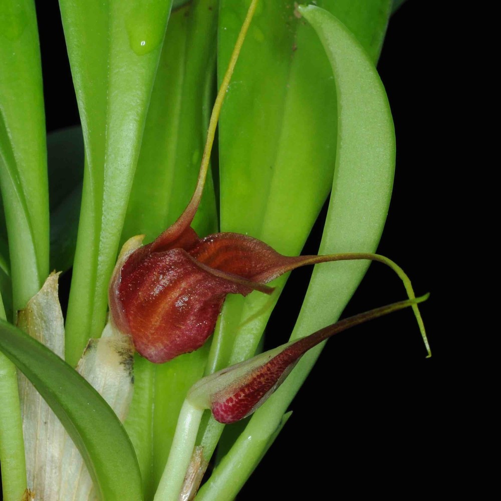 Masdevallia corniculata