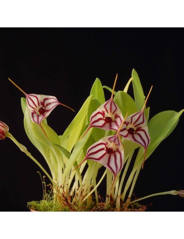 Masdevallia yungasensis en sphaigne