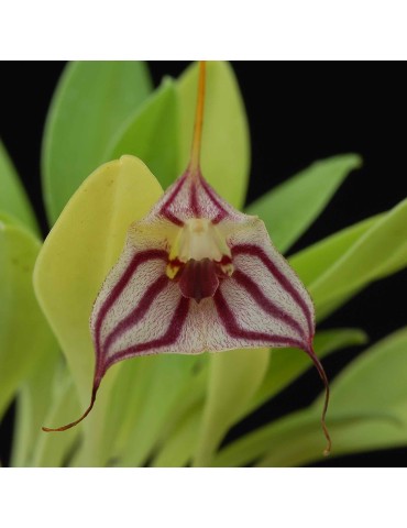 Masdevallia yungasensis 2