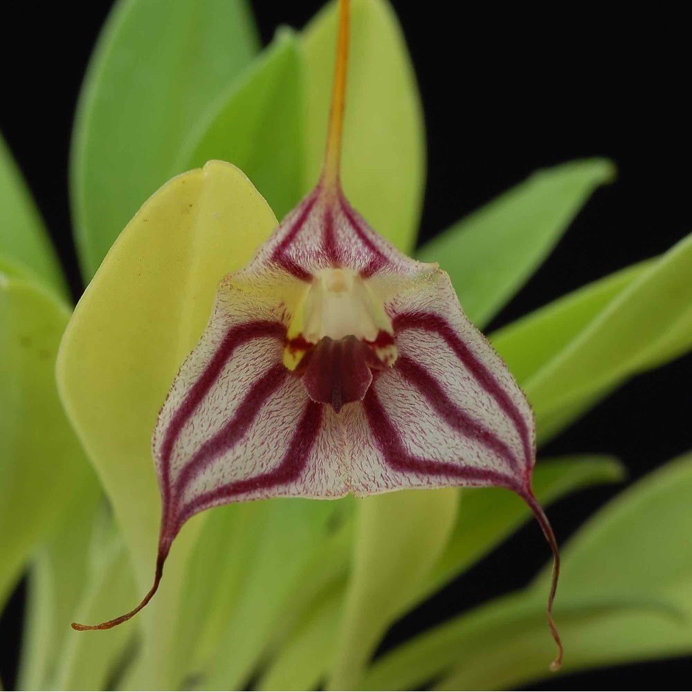 Masdevallia yungasensis