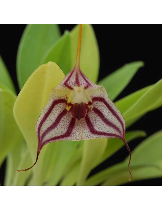 Masdevallia yungasensis