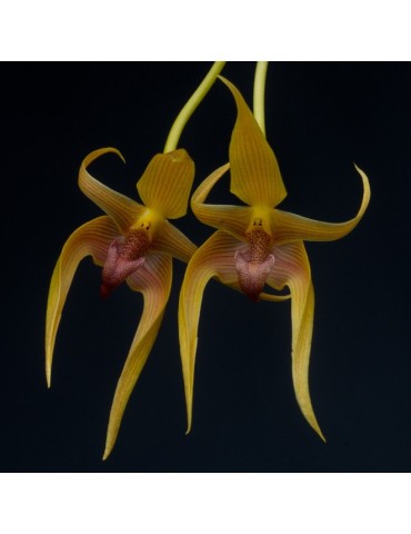Bulbophyllum Frank Smith sur plaque