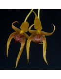 Bulbophyllum Frank Smith sur plaque