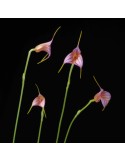 Masdevallia rimarima-alba