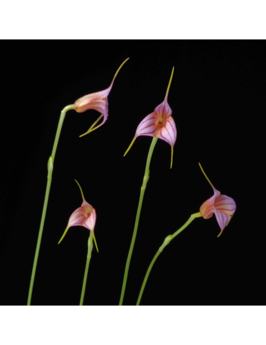 Masdevallia rimarima-alba