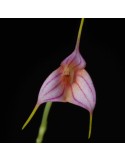 Masdevallia rimarima-alba