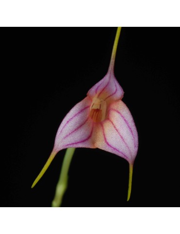 Masdevallia rimarima-alba en sphaigne