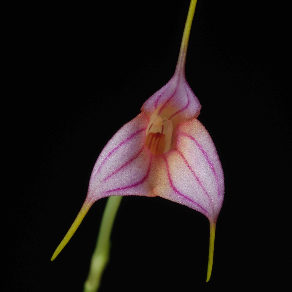 Masdevallia rimarima-alba