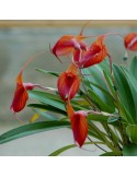 Masdevallia Prince Charming