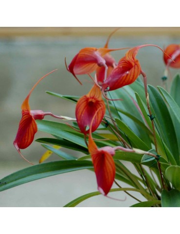 Masdevallia Prince Charming 2