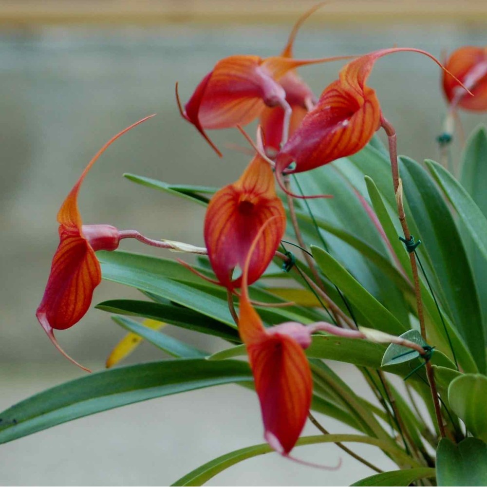 Masdevallia Prince Charming