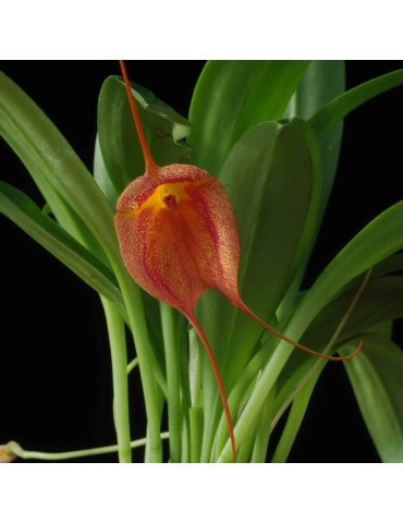 Masdevallia Whiskers