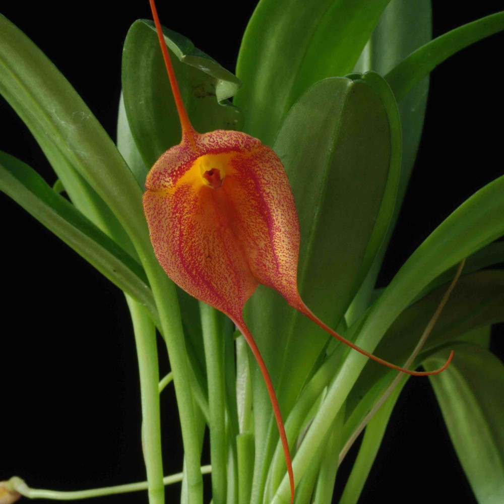 Masdevallia Whiskers