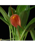 Masdevallia Whiskers
