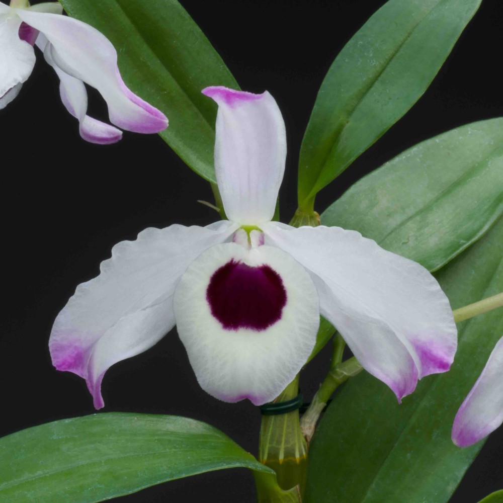 Plante: Orchidée Dendrobium