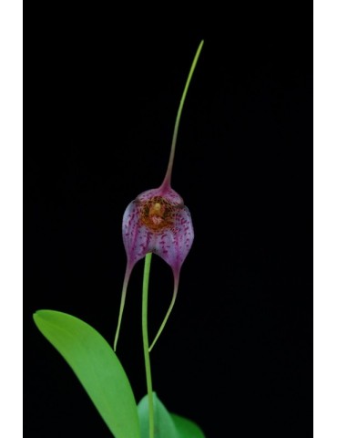 Masdevallia Resplendent Giant 2