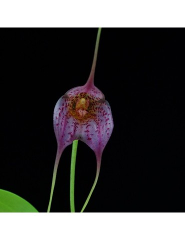 Masdevallia Resplendent Giant