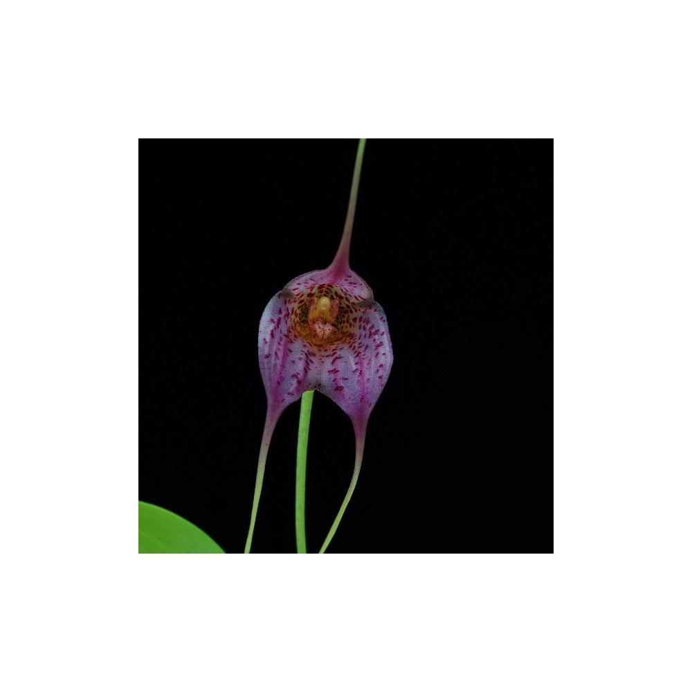 Masdevallia Resplendent Giant
