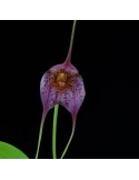 Masdevallia Resplendent Giant