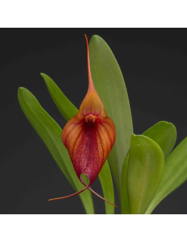 Masdevallia Prince Charming en sphaigne