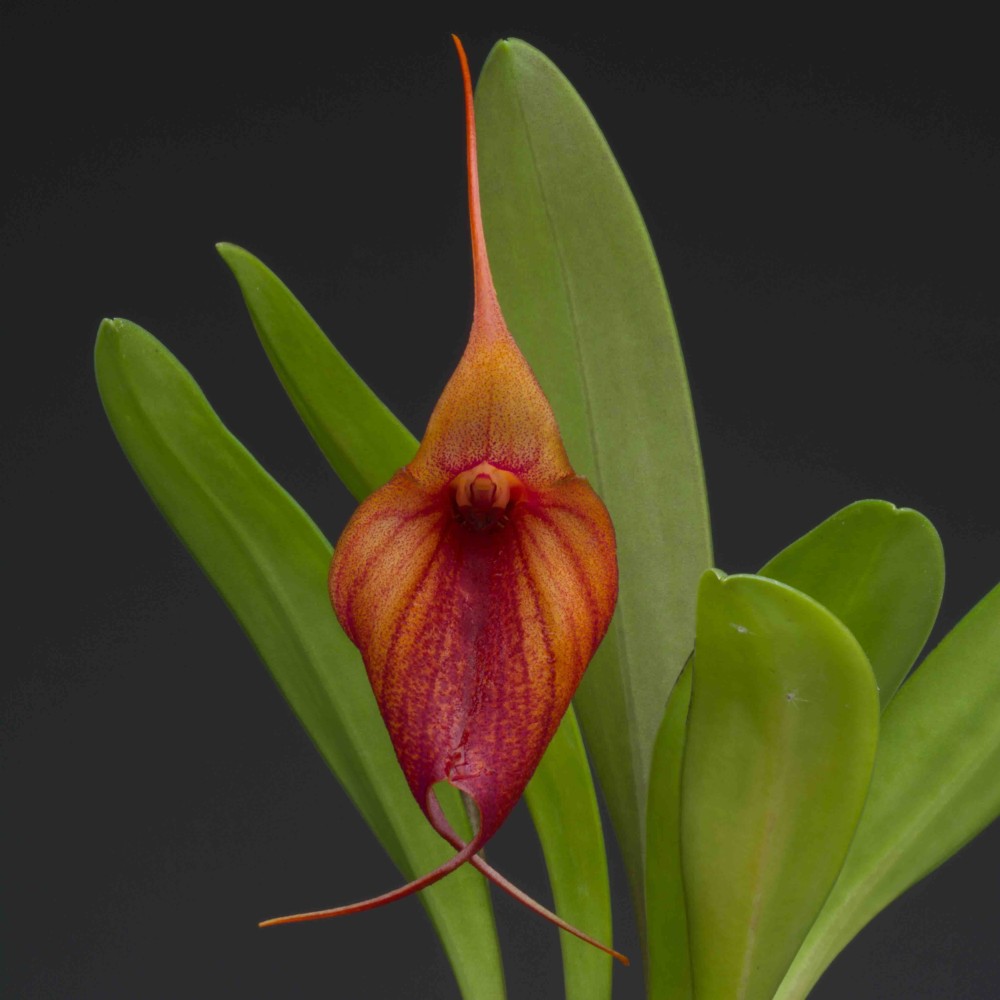 Masdevallia Prince Charming