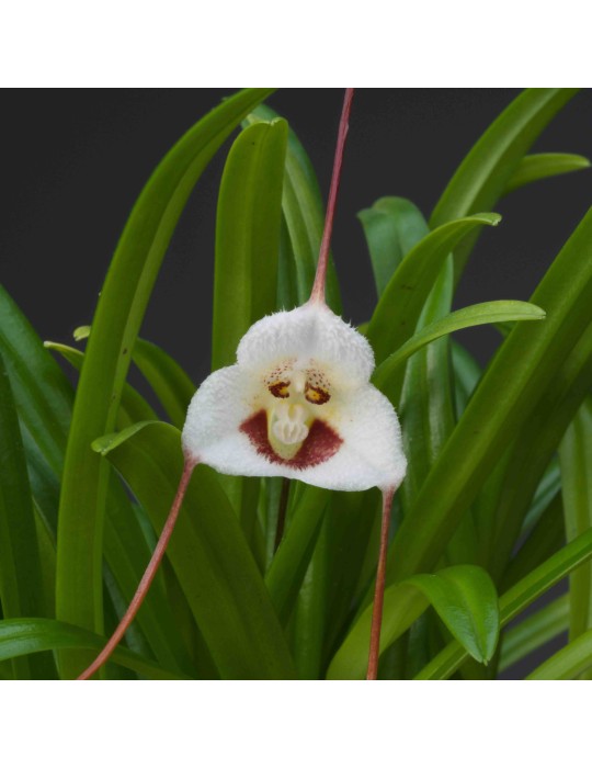 Dracula lotax sur plaque Dracula lotax sur plaque