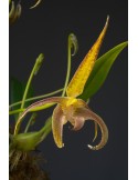 Bulbophyllum lobbii