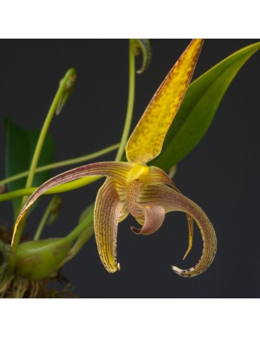 Bulbophyllum lobbii sur plaque