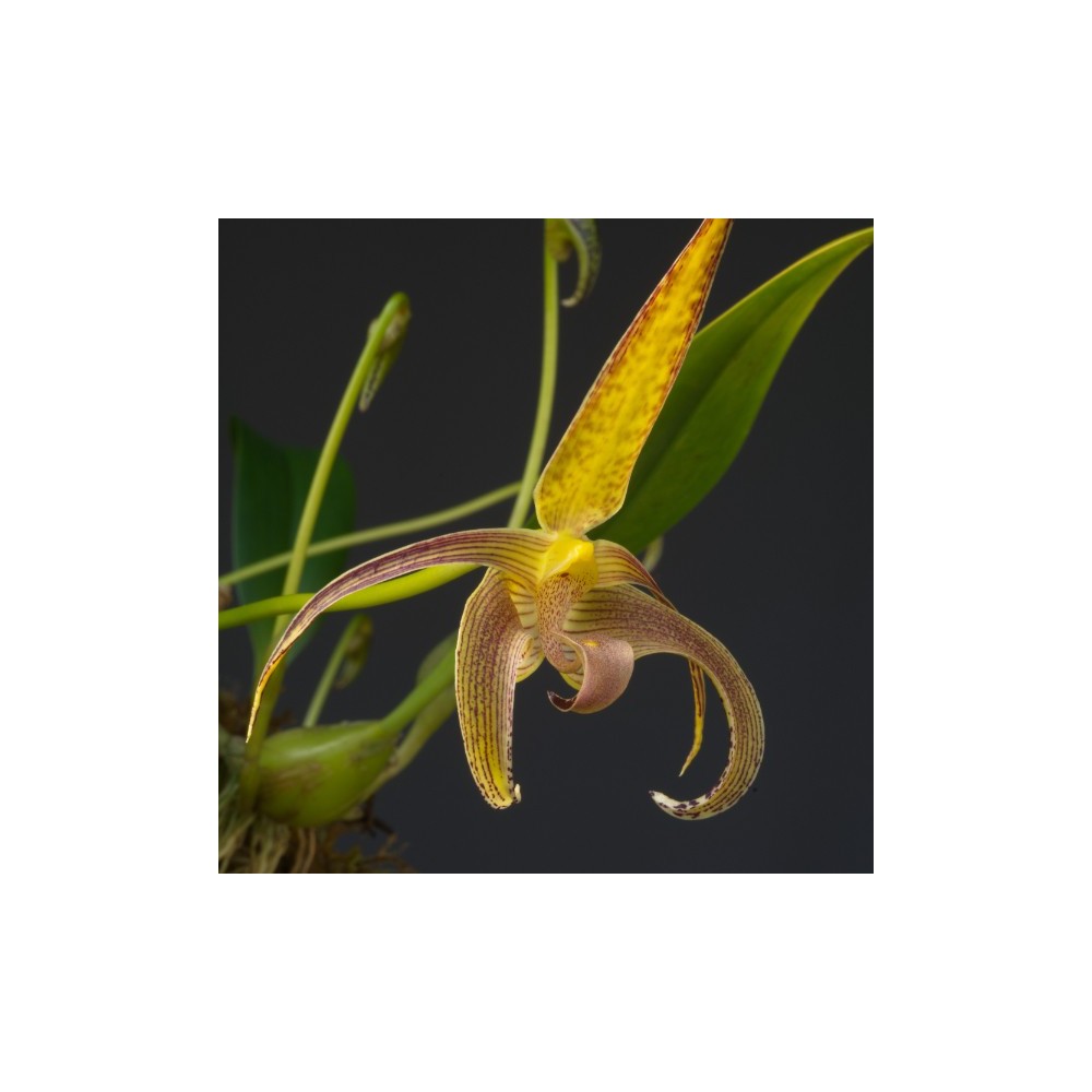 Bulbophyllum lobbii